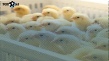 سعر الكتاكيت في بورصة الدواجن الجمعة 7-11-2025 يشهد استقرارًا ملحوظًا